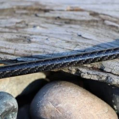 Lamiglas Blanks NightShift Surf Blank | NS1322H | 11' 2-8 Oz. 8 Lamiglas Blanks NightShift Surf Blank | NS1322H | 11' 2-8 Oz.